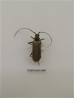 藏品(金毛山天牛)的圖片